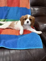 AKC Happy Girl, a female Cavalier King Charles Spaniel for sale in Bellflower, CA – 3 of 10