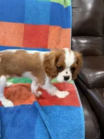 AKC Taylor Swift, a female Cavalier King Charles Spaniel for sale in Bellflower, CA – 4 of 10