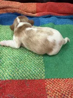 AKC Santa Claus, a male Cavalier King Charles Spaniel for sale in Bellflower, CA – 3 of 10