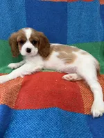 AKC Happy Girl, a female Cavalier King Charles Spaniel for sale in Bellflower, CA – 4 of 10
