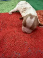 AKC Little Princess , a female Cavalier King Charles Spaniel for sale in Bellflower, CA – 4 of 10