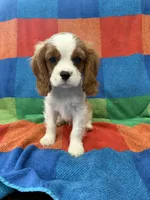 AKC Travis Kelcy, a male Cavalier King Charles Spaniel for sale in Bellflower, CA – 10 of 10