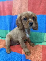 AKC Charlie Brown, a male Cavalier King Charles Spaniel for sale in Bellflower, CA – 8 of 10