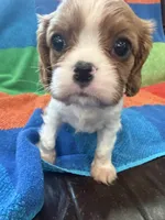 AKC CH Theo, a male Cavalier King Charles Spaniel for sale in Bellflower, CA – 4 of 10