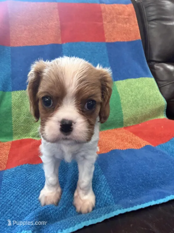 AKC CH Theo – Cavalier King Charles Spaniel puppy for sale in Bellflower, CA