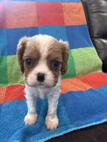 AKC CH Theo, a male Cavalier King Charles Spaniel for sale in Bellflower, CA – 1 of 10