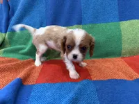 AKC CH Theo, a male Cavalier King Charles Spaniel for sale in Bellflower, CA – 10 of 10