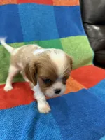 AKC CH Theo, a male Cavalier King Charles Spaniel for sale in Bellflower, CA – 6 of 10