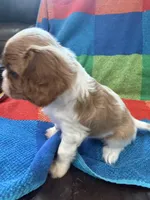 AKC CH Theo, a male Cavalier King Charles Spaniel for sale in Bellflower, CA – 5 of 10