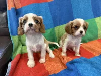 AKC CH Theo, a male Cavalier King Charles Spaniel for sale in Bellflower, CA – 8 of 10