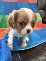 AKC CH Theo, a male Cavalier King Charles Spaniel for sale in Bellflower, CA – 2 of 10