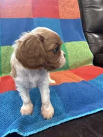 AKC CH Theo, a male Cavalier King Charles Spaniel for sale in Bellflower, CA – 3 of 10