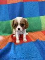AKC CH Theo, a male Cavalier King Charles Spaniel for sale in Bellflower, CA – 9 of 10