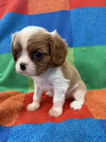 AKC CH Theo, a male Cavalier King Charles Spaniel for sale in Bellflower, CA – 7 of 10