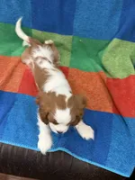 AKC Elvis, a male Cavalier King Charles Spaniel for sale in Bellflower, CA – 5 of 10