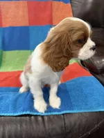 AKC Queen’s Baby , a female Cavalier King Charles Spaniel for sale in Bellflower, CA – 10 of 10