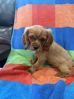 AKC Charlie Brown, a male Cavalier King Charles Spaniel for sale in Bellflower, CA – 9 of 10
