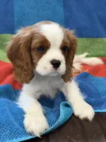 AKC Elvis, a male Cavalier King Charles Spaniel for sale in Bellflower, CA – 3 of 10