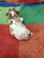 AKC Mr Woderfull, a male Cavalier King Charles Spaniel for sale in Bellflower, CA – 6 of 10