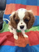 AKC Taylor Swift, a female Cavalier King Charles Spaniel for sale in Bellflower, CA – 5 of 10