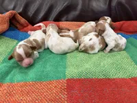AKC Rudolph , a male Cavalier King Charles Spaniel for sale in Bellflower, CA – 10 of 10