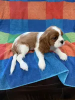 AKC Handsome Boy, a male Cavalier King Charles Spaniel for sale in Bellflower, CA – 10 of 10