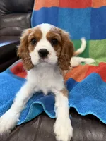 AKC Mello Yello, a male Cavalier King Charles Spaniel for sale in Bellflower, CA – 5 of 10