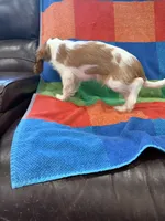AKC Elvis, a male Cavalier King Charles Spaniel for sale in Bellflower, CA – 6 of 10