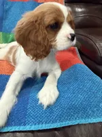 AKC Happy Girl, a female Cavalier King Charles Spaniel for sale in Bellflower, CA – 2 of 10