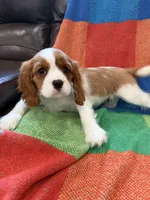 AKC Bella, a female Cavalier King Charles Spaniel for sale in Bellflower, CA – 2 of 10
