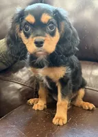 AKC Pretty Pistol , a female Cavalier King Charles Spaniel for sale in Bellflower, CA – 10 of 10