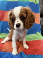 AKC Taylor Swift, a female Cavalier King Charles Spaniel for sale in Bellflower, CA – 6 of 10