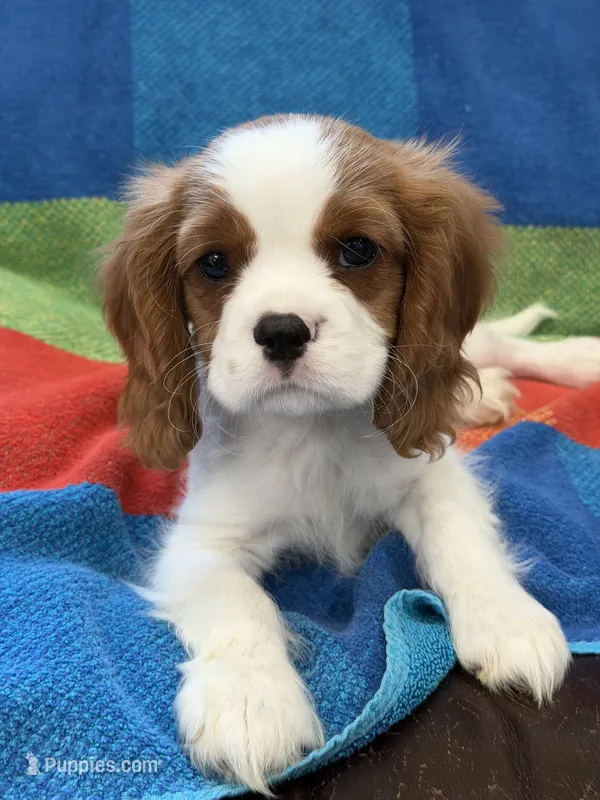 AKC Elvis – Cavalier King Charles Spaniel puppy for sale in Bellflower, CA