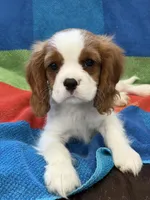 AKC Elvis, a male Cavalier King Charles Spaniel for sale in Bellflower, CA – 1 of 10