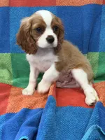 AKC Travis Kelcy, a male Cavalier King Charles Spaniel for sale in Bellflower, CA – 2 of 10