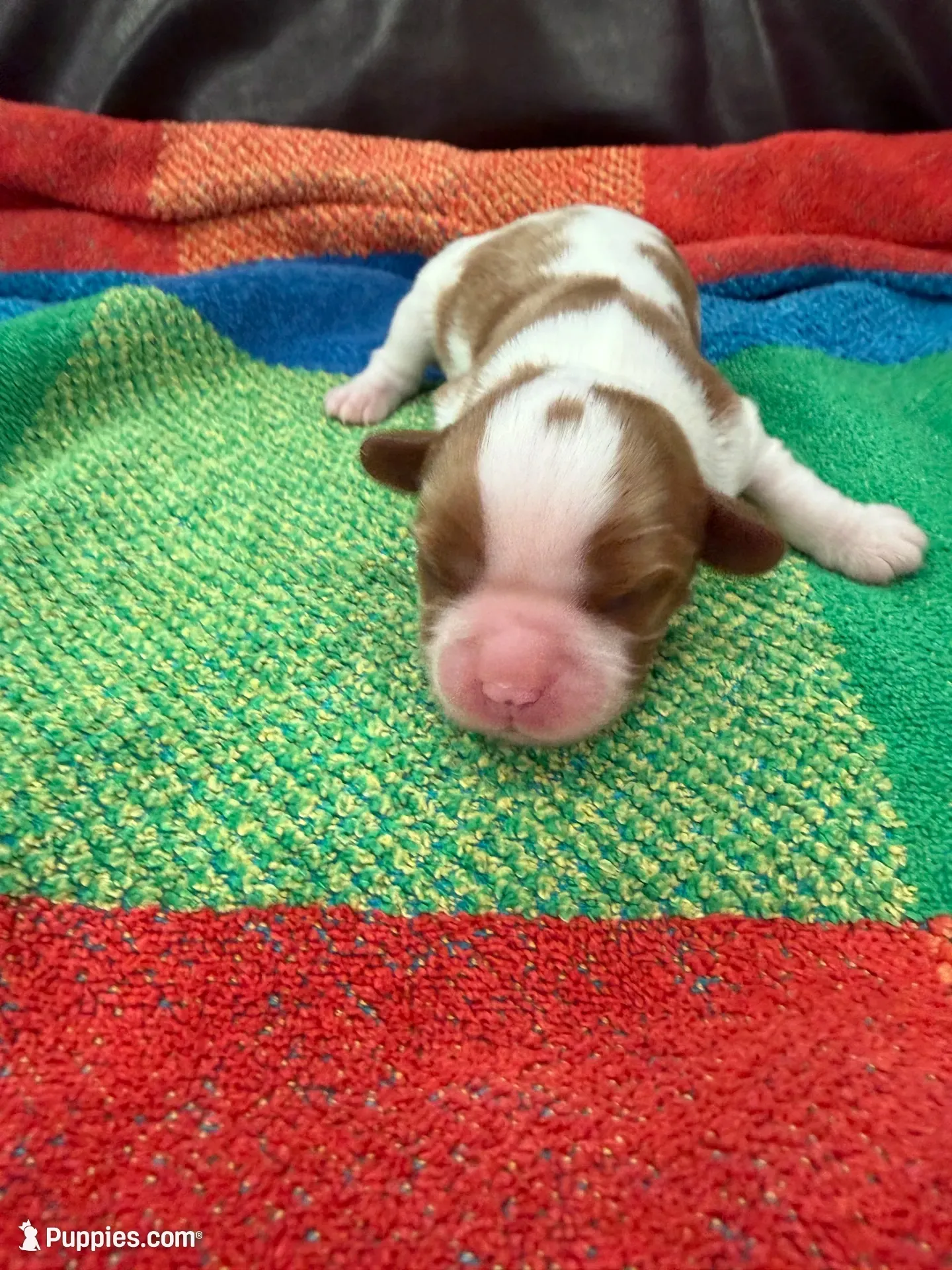 AKC Mercedes, a female Cavalier King Charles Spaniel for sale in Bellflower, CA – 1 of 10