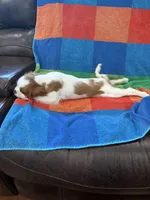 AKC Pretty Girl , a female Cavalier King Charles Spaniel for sale in Bellflower, CA – 10 of 10