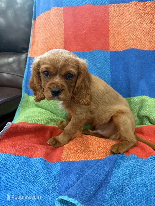 AKC Charlie Brown – Cavalier King Charles Spaniel puppy for sale in Bellflower, CA