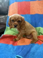 AKC Charlie Brown, a male Cavalier King Charles Spaniel for sale in Bellflower, CA – 1 of 10