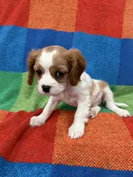 processed/5c4b62a6-9b09-4d16-8a2b-a1f62a5577f1/listing/5e76accc-5804-4655-8859-56c309c0c9c4/cc98888b-1979-4ae1-8ed2-3b3466ada09f