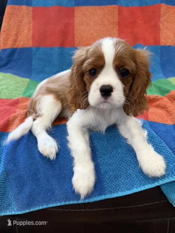 AKC Handsome Boy – Cavalier King Charles Spaniel puppy for sale in Bellflower, CA