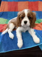 AKC Handsome Boy, a male Cavalier King Charles Spaniel for sale in Bellflower, CA – 1 of 10