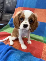 AKC Taylor Swift, a female Cavalier King Charles Spaniel for sale in Bellflower, CA – 9 of 10