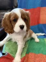AKC Bella, a female Cavalier King Charles Spaniel for sale in Bellflower, CA – 4 of 10