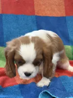 AKC Elvis, a male Cavalier King Charles Spaniel for sale in Bellflower, CA – 2 of 10
