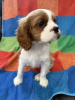 AKC Queen’s Baby , a female Cavalier King Charles Spaniel for sale in Bellflower, CA – 8 of 10