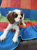 AKC Pretty Girl , a female Cavalier King Charles Spaniel for sale in Bellflower, CA – 8 of 10