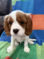 AKC Bella, a female Cavalier King Charles Spaniel for sale in Bellflower, CA – 8 of 10