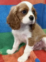 AKC Travis Kelcy, a male Cavalier King Charles Spaniel for sale in Bellflower, CA – 9 of 10