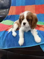 AKC Handsome Boy, a male Cavalier King Charles Spaniel for sale in Bellflower, CA – 5 of 10